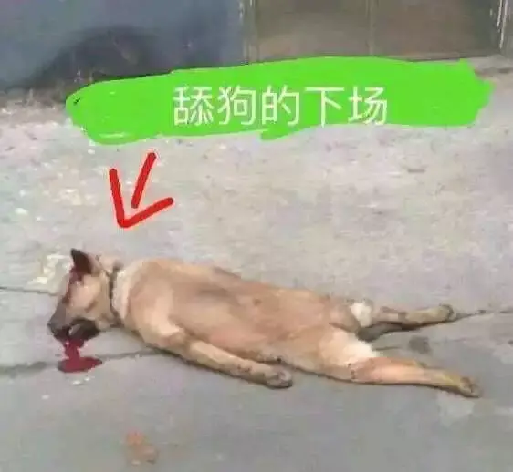 2019你还要继续做舔狗吗