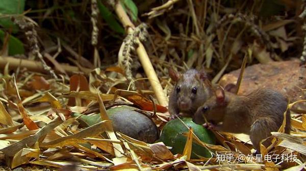 啃食竹果的黑鼠