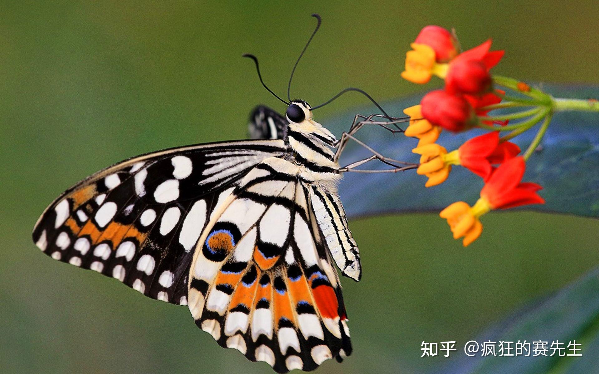 蝴蝶的颜色其实来自两个不同的来源:普通色(或称色素色)和结构色.