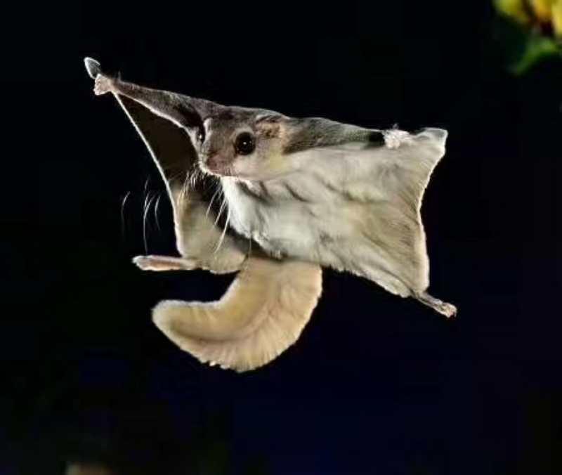 蜜袋鼯跟大眼飞鼠哪个好养都会滑翔的两个特殊宠物