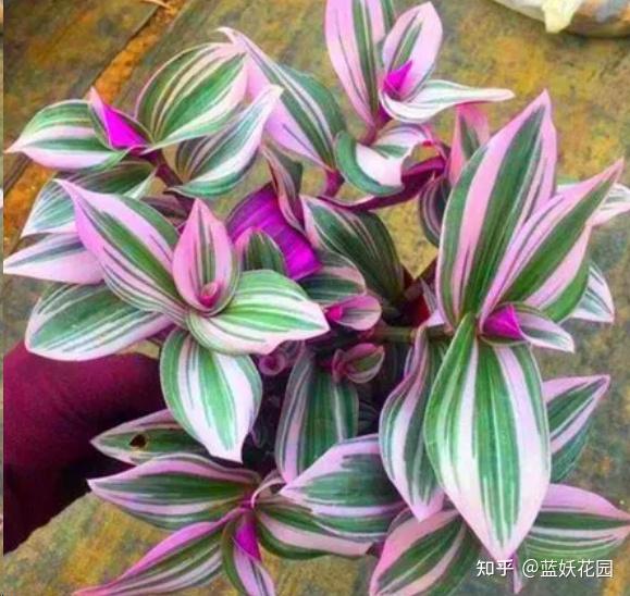 蓝妖油画吊兰怎么养才能更旺盛掌握这5点轻轻松松搞定