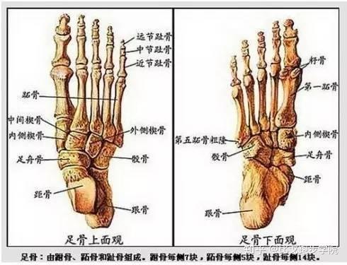 除籽骨和距骨外,都是背宽底窄,把它们并合起来,自然形成了弓形结构