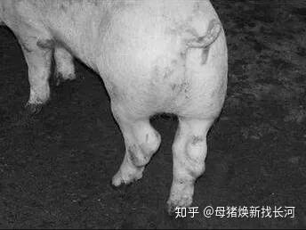 猪走路瘸腿,一定就是链球菌吗?