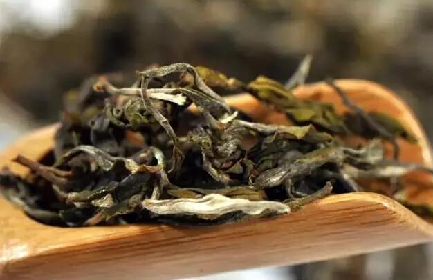 从叶底鉴别茶叶的好坏普洱茶普洱生茶普洱熟茶