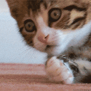 壁纸 动物 狗 狗狗 猫 猫咪 小猫 桌面 300_300 gif 动态图 动图