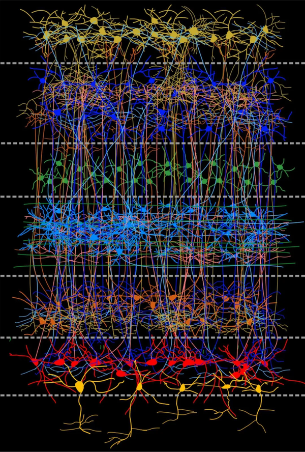 《科学》封面研究解开世纪之谜:为什么它们的脑子如此