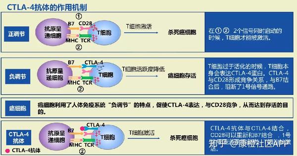 癌症治疗的未来之星"免疫疗法?究竟是肿瘤的克星还是一场闹剧