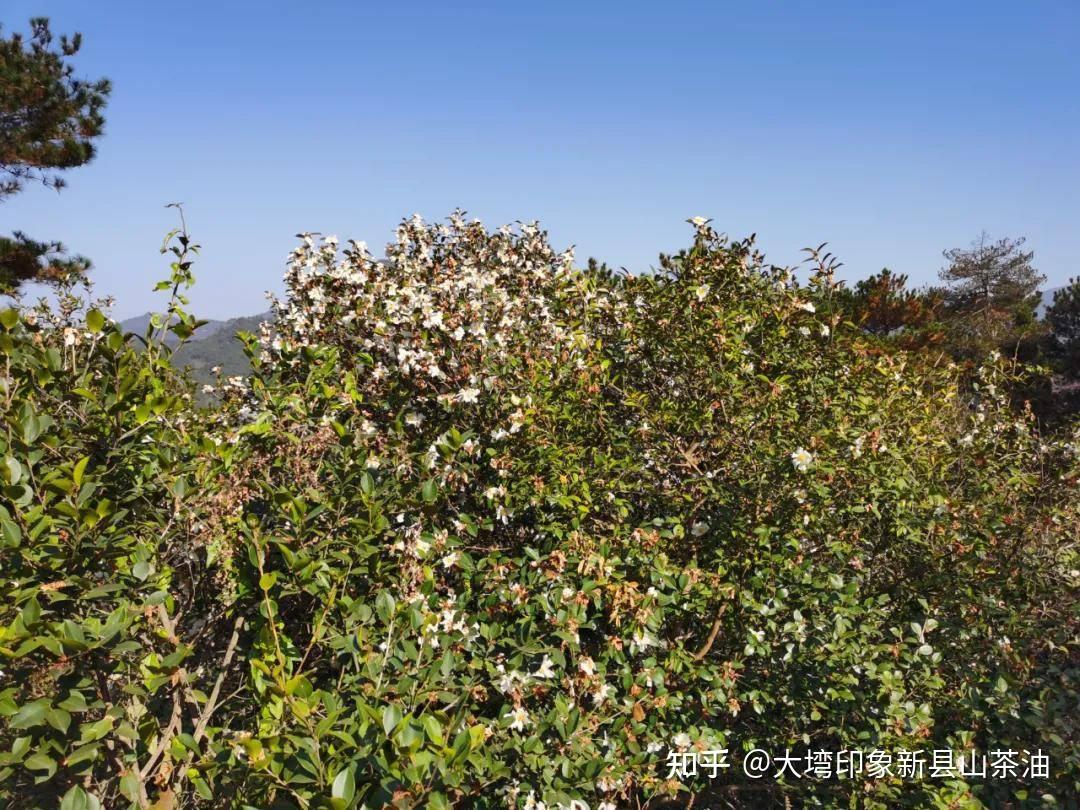 大塆印象61新县山茶油分享丨山茶油为何价格是一般食用油的好几倍