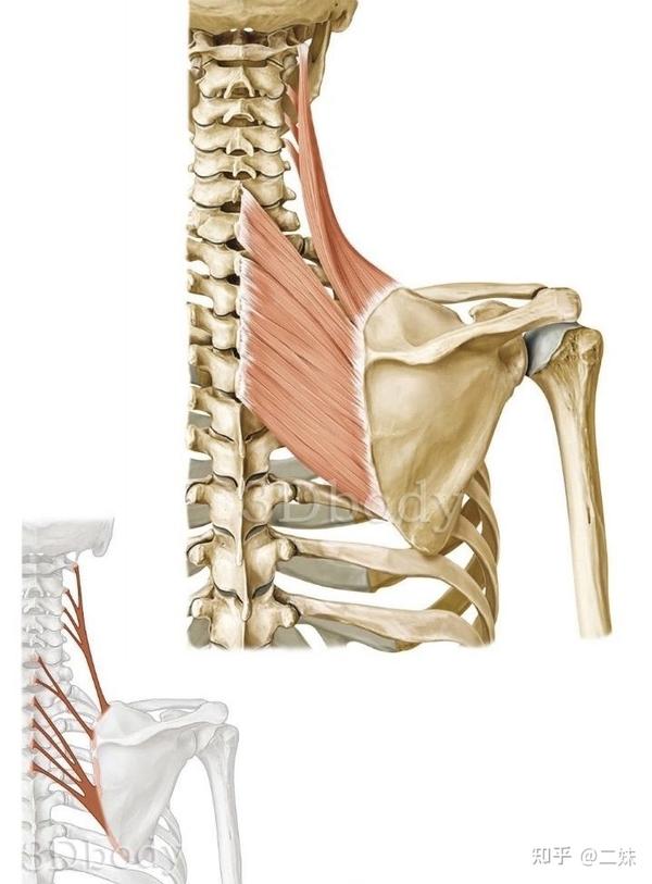 深侧,下部位于斜方肌的深面;  起点:第1-4颈椎横突; 止点:肩胛骨上角