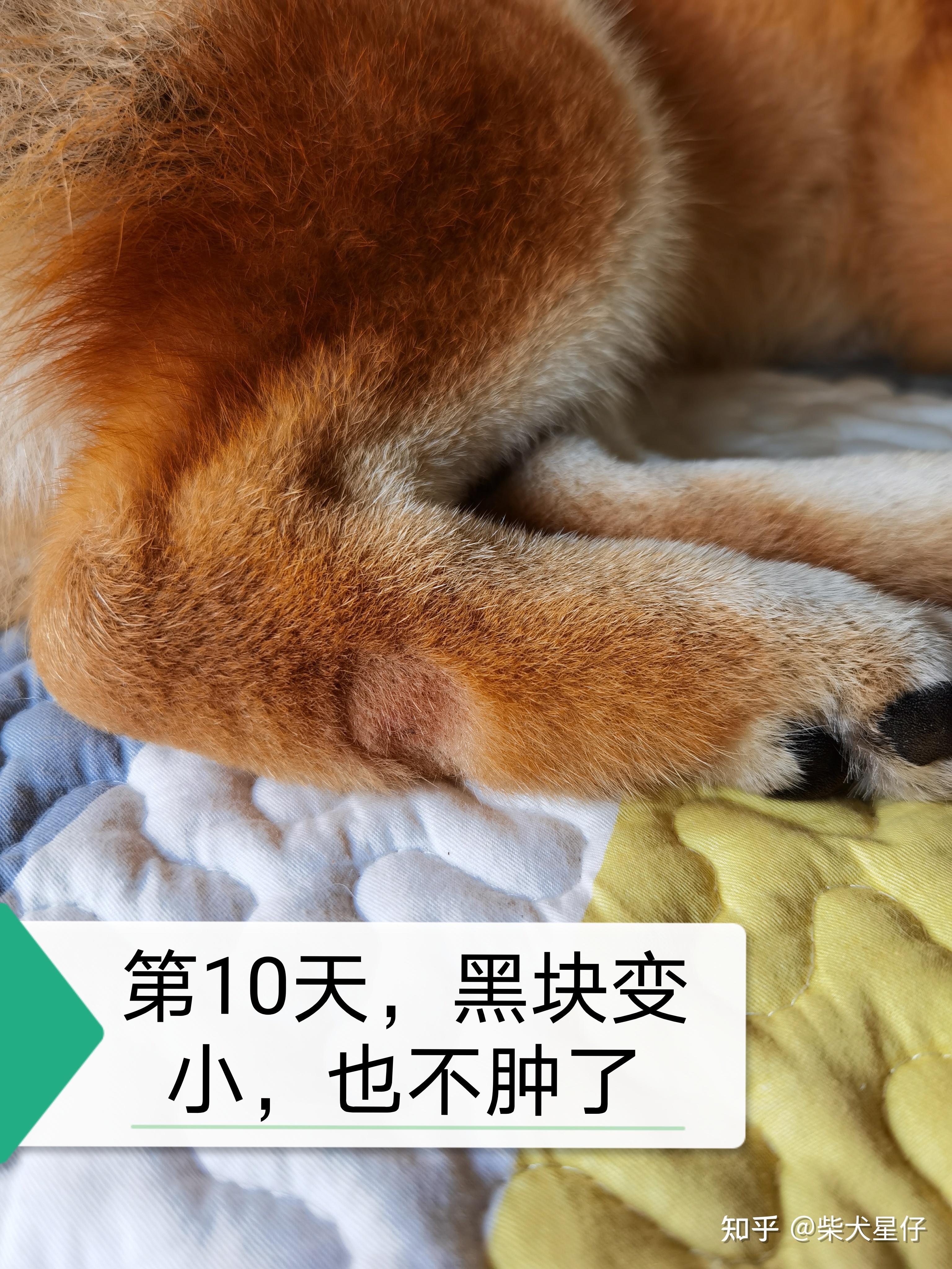 柴犬皮肤病