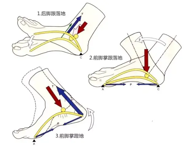 我们的足部,其实有三个足弓.