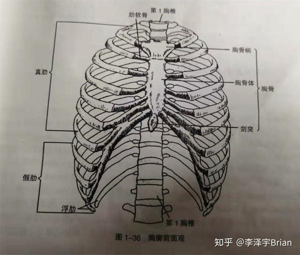 中轴骨的整体观及运动(二)胸廓