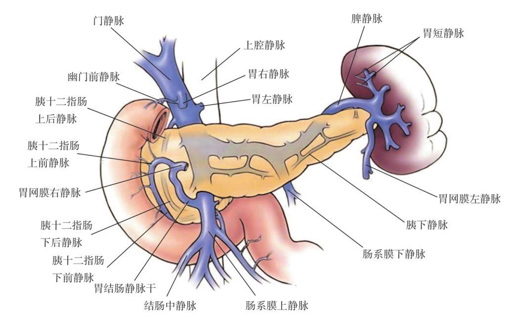 第二节 胰十二指肠区的血管 - 胰十二指肠切除术