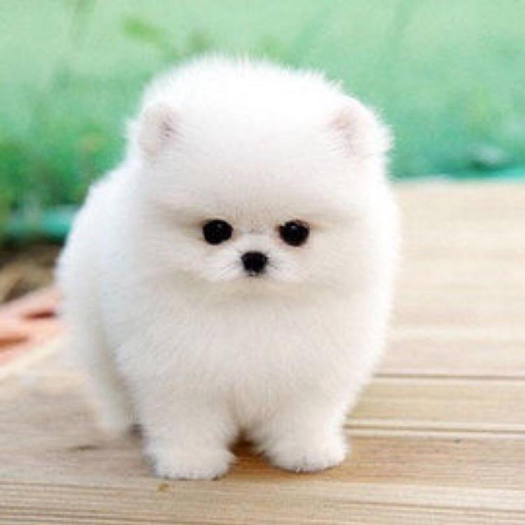 博美犬pomeranian