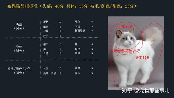 布偶猫品相评判标准,简单几招学会挑选心仪的布偶猫