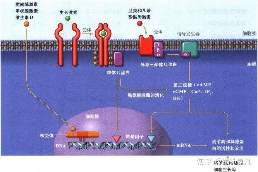 1. 激素是怎样发挥作用的?