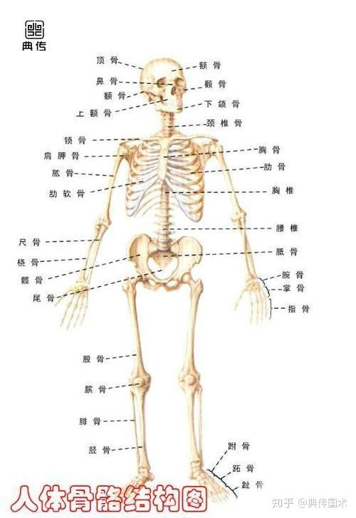 " 胯"是人体中节的中节,是下肢三节之根.
