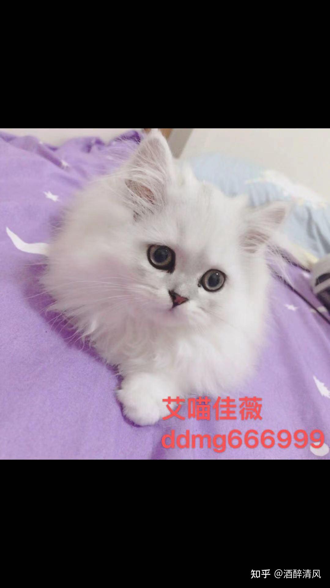 金吉拉猫的尾巴出油是什么情况