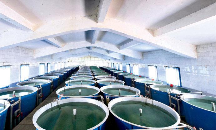 工厂化循环水养虾-南美白对虾养殖