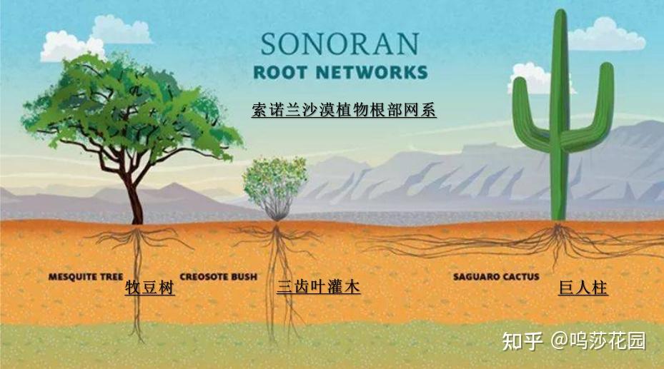 每一棵巨人柱都有自己的领地,一棵高大的巨人柱的根系,会在水平方向上