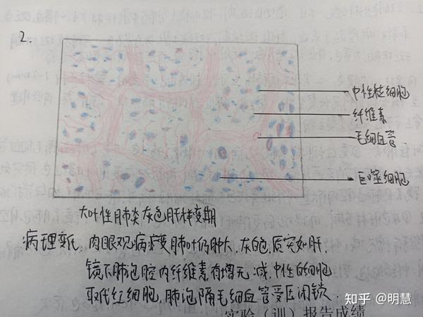 病理学实验绘图