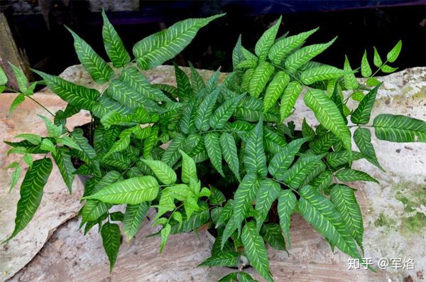 阴生花园植物指南蕨类篇上