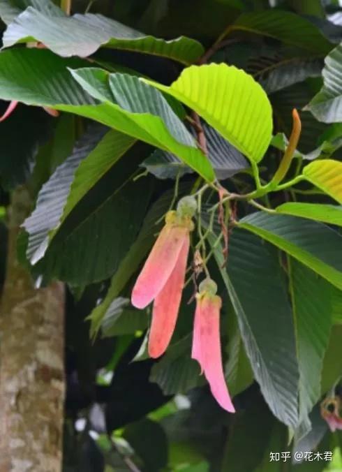 国家Ⅰ级保护濒危珍稀植物:东京龙脑香