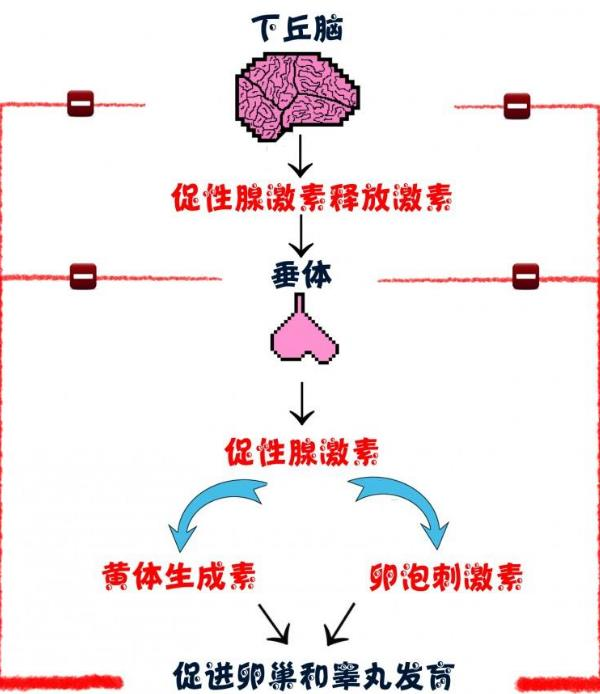下丘脑-垂体-性腺轴示意图