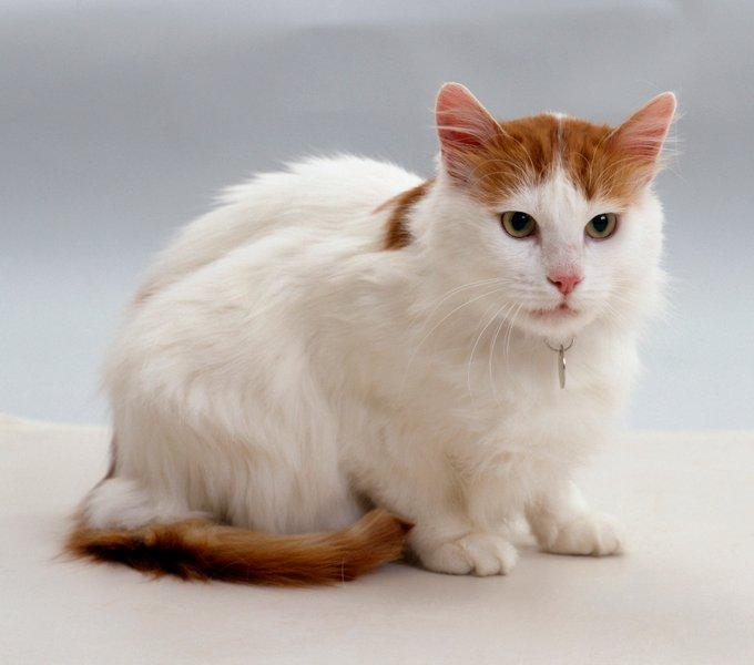 猫咪品种篇:土耳其梵猫