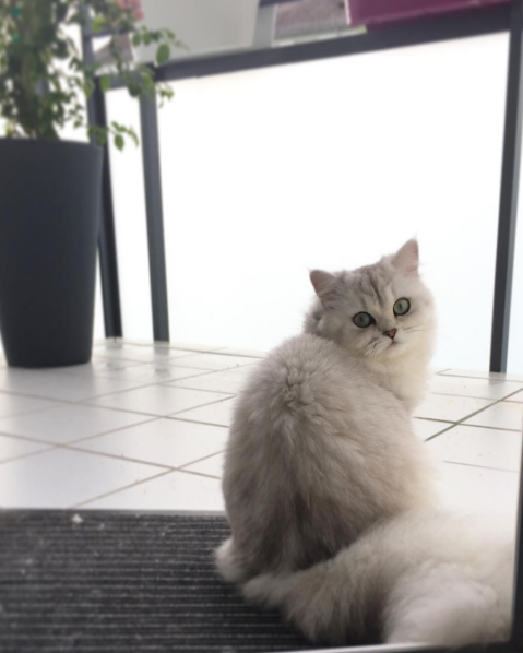 吸猫大会:英国长毛猫银渐层muffin