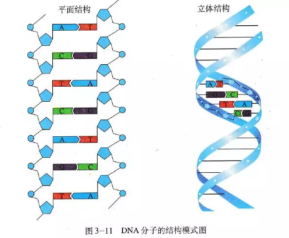 【教材精读】dna分子的结构