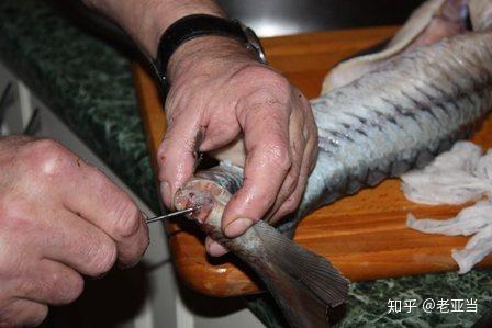 然后按照鲟鱼的大小和烹饪方式来做决定如何处理鱼皮; 腌制程序:这里