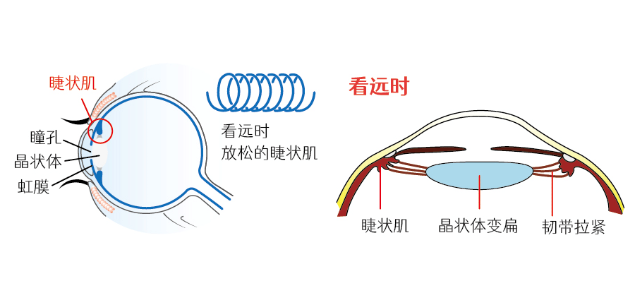 正常状态下的睫状肌与晶状体