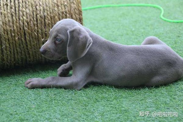 威马猎犬