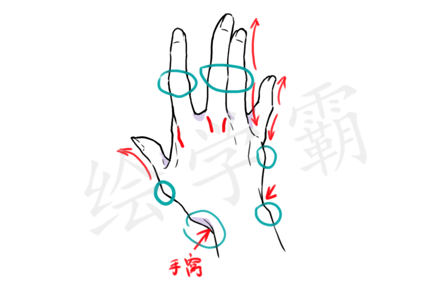 零基础不会画手其实画手很简单让我们从结构开始理解