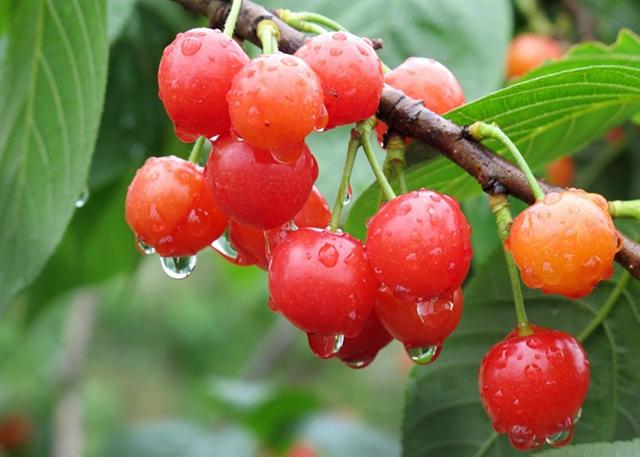樱桃是一种种植价值较高的水果,外表色泽鲜艳,晶莹美丽,果实富含糖