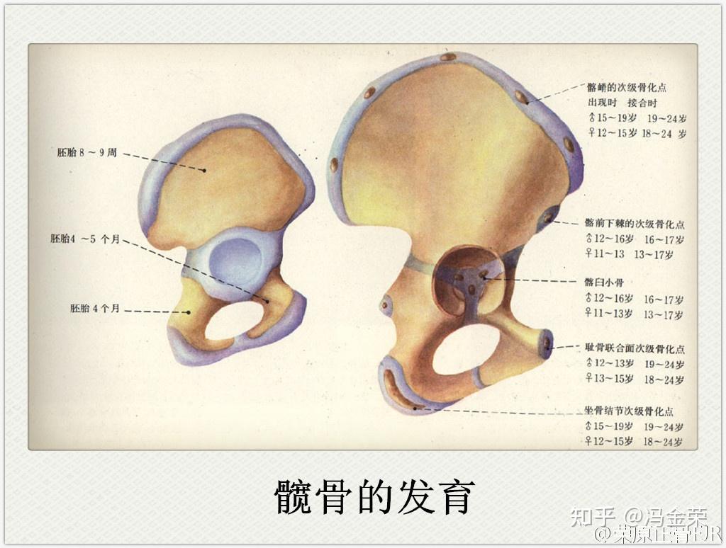 髋关节是一个由股骨头球形凸面的关节表面和髋臼凹面的关节表面组成的