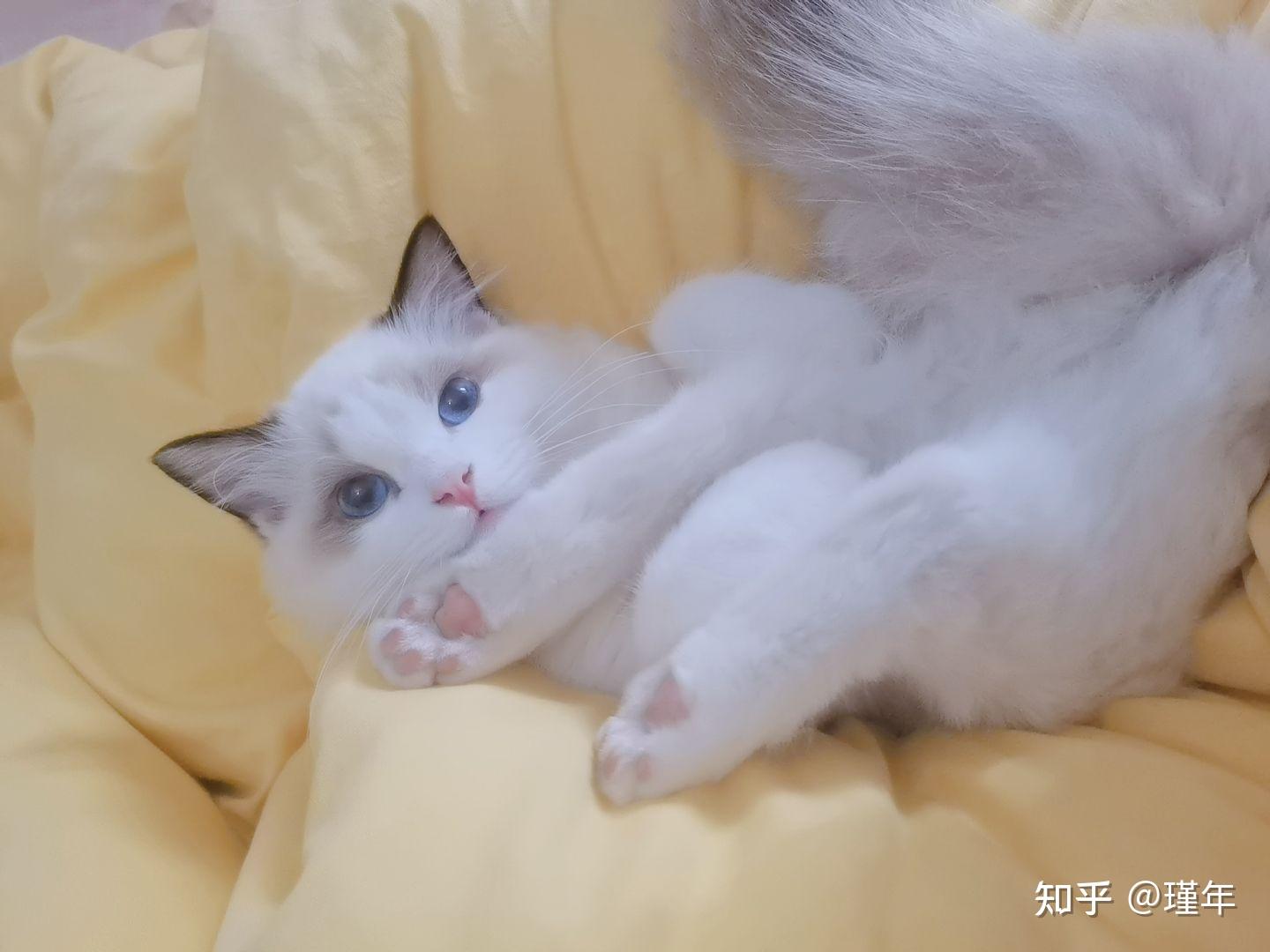 记录一只布偶猫的成长史