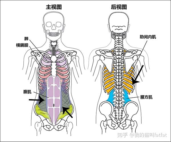 横膈肌放松时,肺组织的反冲作用和呼气的主要肌肉会使肺容量减小