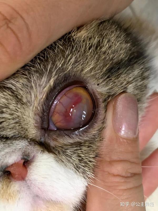 猫咪角膜溶解病例跟踪