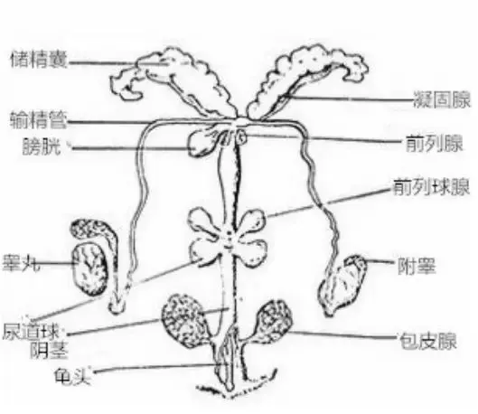 不能生,不一定是雌鼠的错!