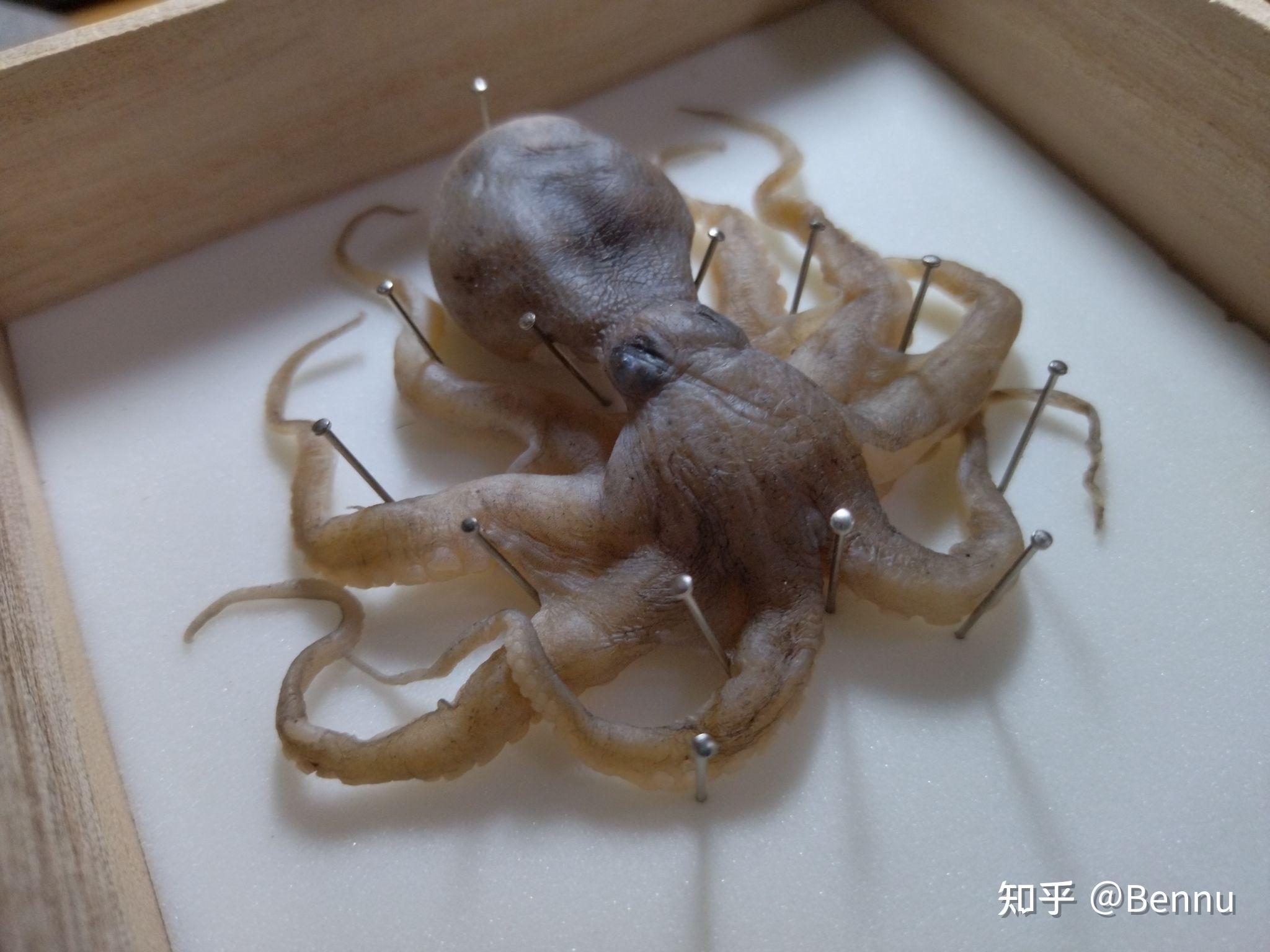 标本头足纲短蛸octopusocellatus