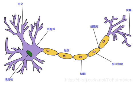 产生一个输出,这就好比是神经末梢感受各种外部环境的变化(外部