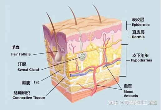 人体皮下结构组织
