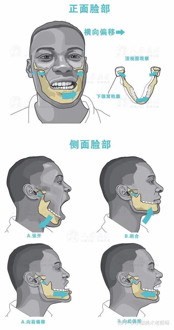 头像基础 | 1-2. 骨骼与肌肉解析