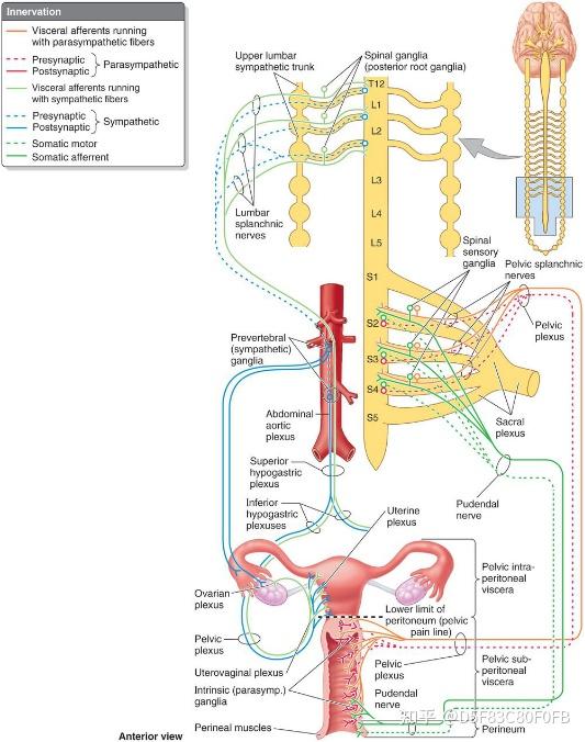 即下图中左边的蓝绿线和右边的橙线;后者是阴部神经(pudendal nerve