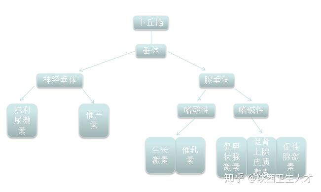 内分泌轴线关系