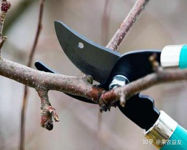 果树修剪应遵循哪3大原则?短截,扭梢等修剪技术具体是