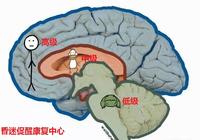 实验:家兔的去大脑僵直