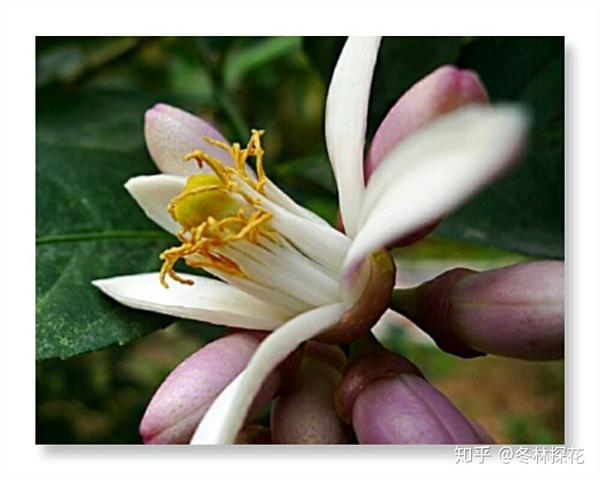 12月2日的生辰花柠檬花